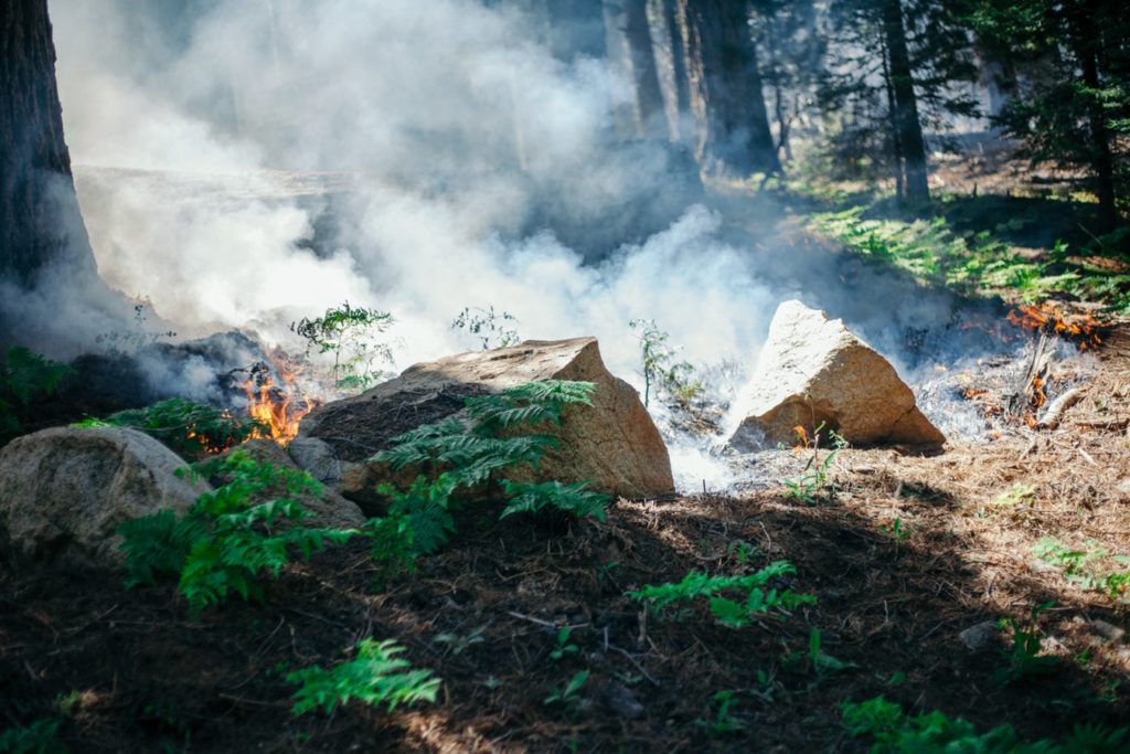 bushfire risk management, backburning